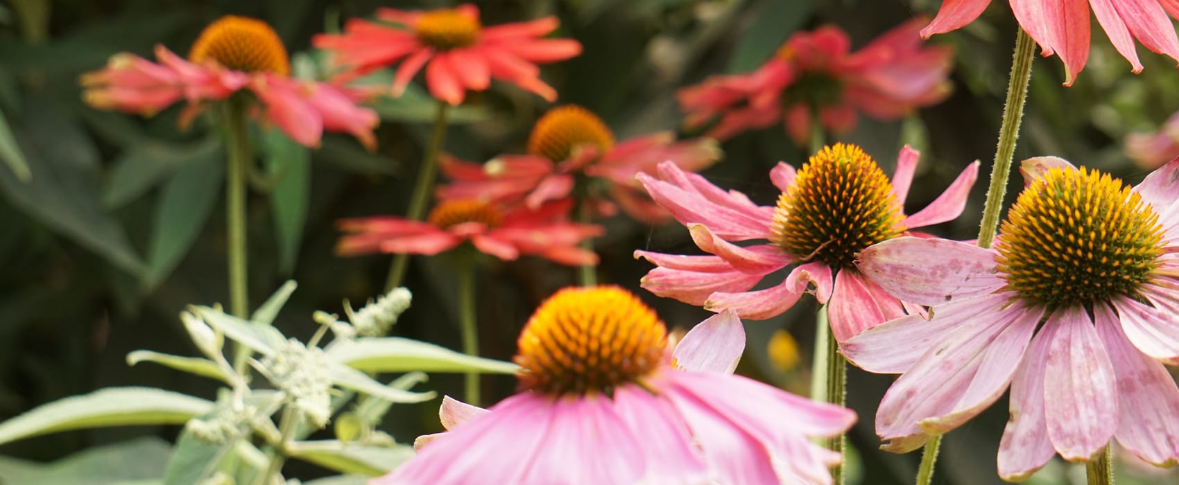 Coral-colored Coneflowers aka Echinacea photographed among green leaves in the PNW. Pic captured by FatBlackChick. 